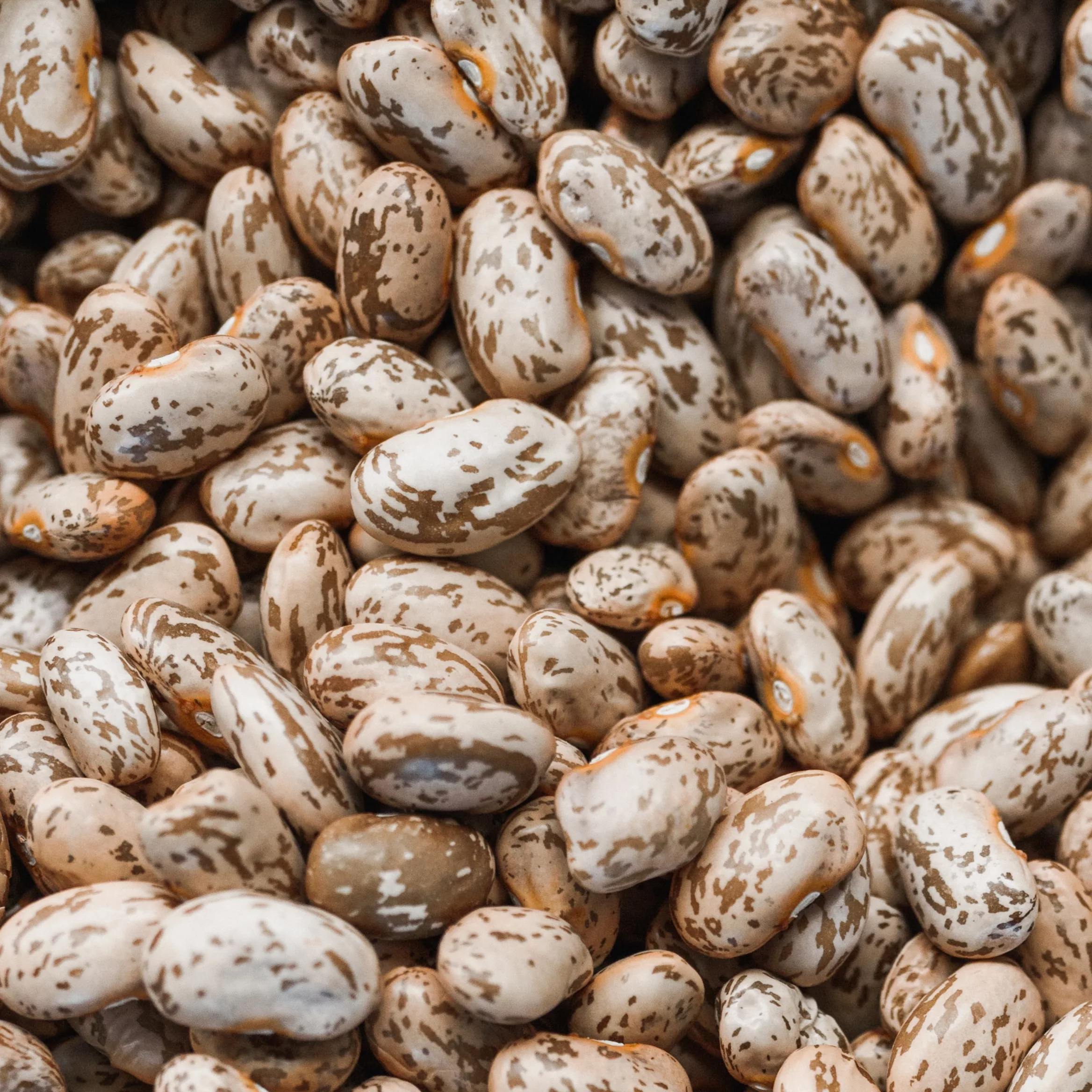 bulk grains and legumes